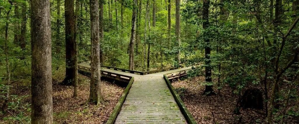 A wooden path in the middle of a forest.